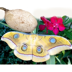 Tussore Silkmoth mylitta 15 eggs or 10 larvae, according to availability.